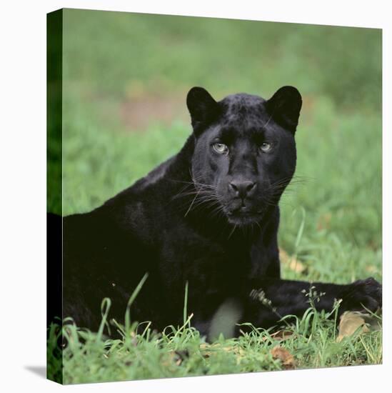 Black Panther Sitting in Grass-DLILLC-Premier Image Canvas