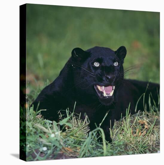 Black Panther Sitting in Grass-DLILLC-Premier Image Canvas
