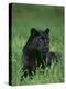 Black Panther Sitting in Grass-DLILLC-Premier Image Canvas