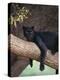 Black Panther Sitting on Tree Branch-DLILLC-Premier Image Canvas