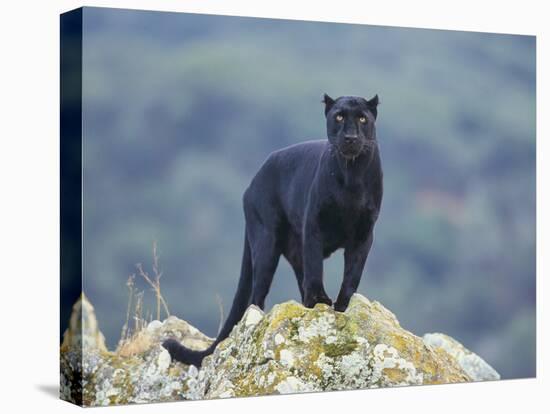 Black Panther-DLILLC-Premier Image Canvas