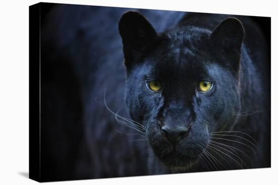 Black Panther-Lantern Press-Stretched Canvas