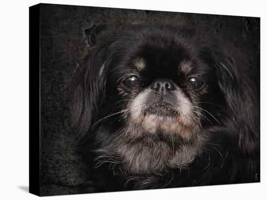 Black Pekingese Portrait-Jai Johnson-Premier Image Canvas