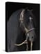 Black Peruvian Paso Stallion in Traditional Peruvian Bridle, Sante Fe, New Mexico, USA-Carol Walker-Premier Image Canvas