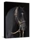 Black Peruvian Paso Stallion in Traditional Peruvian Bridle, Sante Fe, New Mexico, USA-Carol Walker-Premier Image Canvas