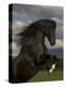 Black Peruvian Paso Stallion Rearing, Sante Fe, NM, USA-Carol Walker-Premier Image Canvas