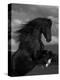 Black Peruvian Paso Stallion Rearing, Sante Fe, NM, USA-Carol Walker-Premier Image Canvas