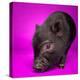 Black Pig-Square Dog Photography-Premier Image Canvas