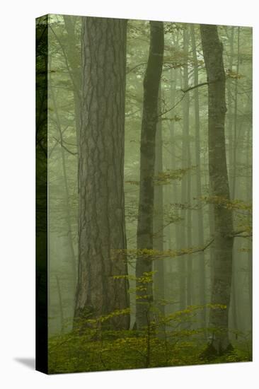 Black Pine (Pinus Nigra) and Beech Trunks in Mist, Crna Poda, Tara Canyon, Durmitor Np, Montenegro-Radisics-Premier Image Canvas