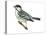 Black-Poll Warbler (Dendroica Striata), Birds-Encyclopaedia Britannica-Stretched Canvas