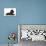 Black Poodle Lying Down-null-Premier Image Canvas displayed on a wall
