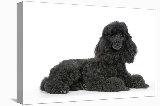 Black Poodle Lying Down-null-Premier Image Canvas