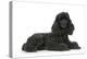 Black Poodle Lying Down-null-Premier Image Canvas