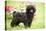 Black Poodle Outside in Garden with Grass in Mouth-null-Premier Image Canvas