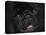 Black Pug Portrait-Jai Johnson-Premier Image Canvas