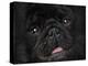 Black Pug Portrait-Jai Johnson-Premier Image Canvas