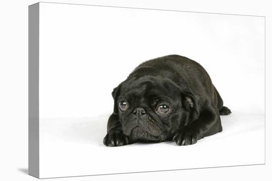 Black Pug Puppy (6 Weeks Old) Lying Down-null-Premier Image Canvas