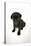 Black Pug Puppy (6 Weeks Old)-null-Premier Image Canvas