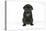 Black Pug Puppy (6 Weeks Old)-null-Premier Image Canvas