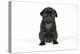 Black Pug Puppy (6 Weeks Old)-null-Premier Image Canvas