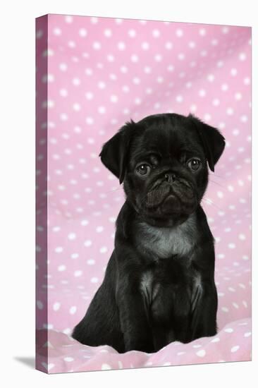 Black Pug Puppy (8 Wks Old)-null-Premier Image Canvas