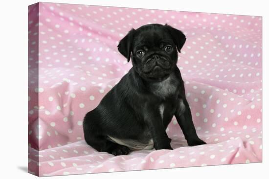 Black Pug Puppy (8 Wks Old)-null-Premier Image Canvas