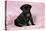 Black Pug Puppy (8 Wks Old)-null-Premier Image Canvas