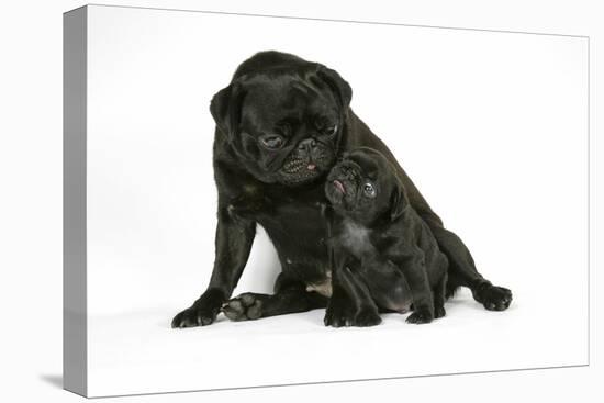 Black Pug with Black Puppy (6 Weeks Old)-null-Premier Image Canvas