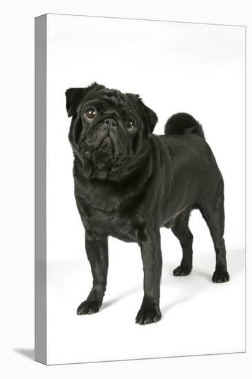 Black Pug-null-Premier Image Canvas