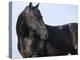 Black Quarter Horse Stallion, Longmont, Colorado, USA-Carol Walker-Premier Image Canvas