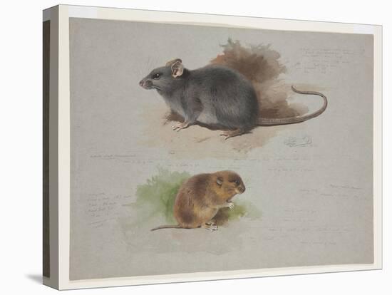 Black Rat and Orkney Vole, C.1915 (W/C & Bodycolour over Pencil on Paper)-Archibald Thorburn-Premier Image Canvas