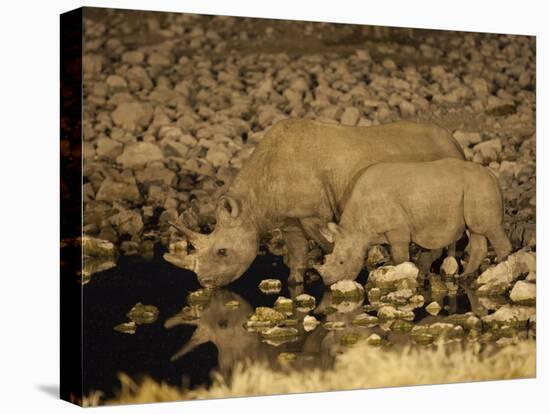 Black Rhino, Cow and Calf, Drinking at Night, Okaukuejo Waterhole-Ann & Steve Toon-Premier Image Canvas