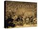 Black Rhino, Cow and Calf, Drinking at Night, Okaukuejo Waterhole-Ann & Steve Toon-Premier Image Canvas