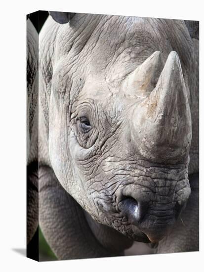 Black Rhino (Diceros Bicornis), Captive, Native to Africa-Ann & Steve Toon-Premier Image Canvas