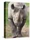 Black Rhino (Diceros Bicornis), Captive, Native to Africa-Ann & Steve Toon-Premier Image Canvas