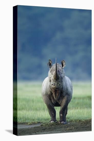 Black Rhino (Diceros Bicornis) Looking Threatening, Nakuru National Park, Kenya-Denis-Huot-Premier Image Canvas