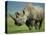 Black Rhino Portrait, Ngorongoro Nr, Tanzania-Staffan Widstrand-Premier Image Canvas