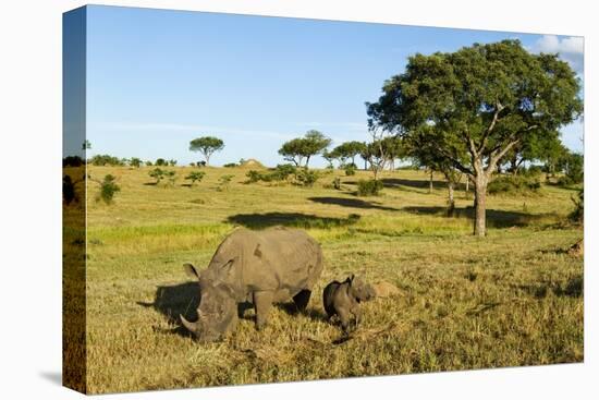 Black Rhino, Sabi Sabi Reserve, South Africa-Paul Souders-Premier Image Canvas