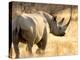 Black Rhinoceros at Halali Resort, Namibia-Joe Restuccia III-Premier Image Canvas