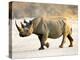 Black Rhinoceros at Halali Resort, Namibia-Joe Restuccia III-Premier Image Canvas