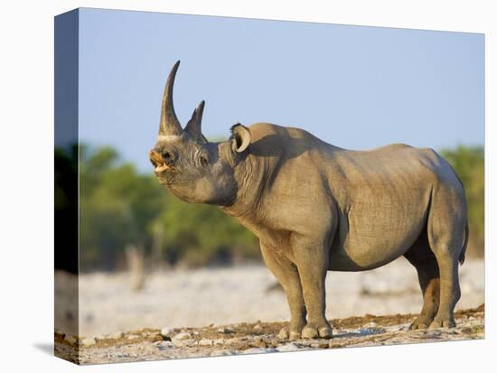 Black Rhinoceros, Flehmen Response, Etosha National Park, Namibia-Tony Heald-Premier Image Canvas