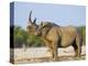 Black Rhinoceros, Flehmen Response, Etosha National Park, Namibia-Tony Heald-Premier Image Canvas