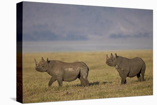 Black Rhinoceros (Hook-Lipped Rhinoceros) (Diceros Bicornis) Pair-James Hager-Premier Image Canvas