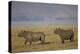 Black Rhinoceros (Hook-Lipped Rhinoceros) (Diceros Bicornis) Pair-James Hager-Premier Image Canvas