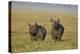 Black Rhinoceros (Hook-Lipped Rhinoceros) (Diceros Bicornis) Pair-James Hager-Premier Image Canvas