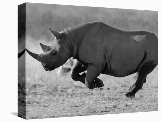 Black Rhinoceros, Running, Namibia-Tony Heald-Premier Image Canvas