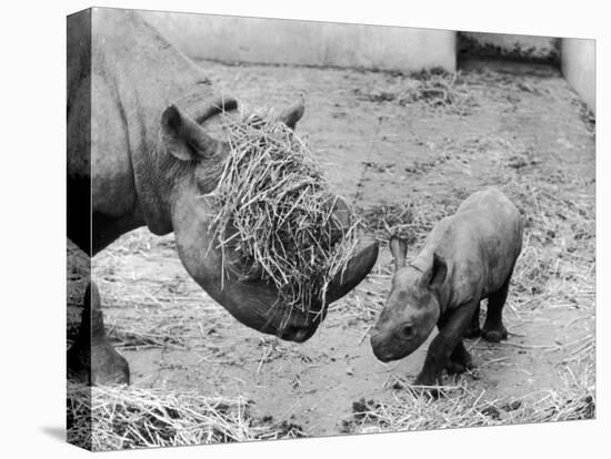 Black Rhinoceros with Straw on Her Face Playing with Her Baby Rhino!-null-Premier Image Canvas