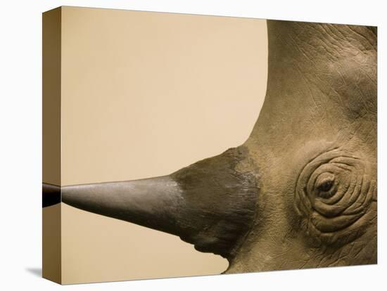 Black Rhinoceros-Henry Horenstein-Premier Image Canvas