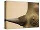 Black Rhinoceros-Henry Horenstein-Premier Image Canvas