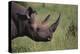 Black Rhinoceros-DLILLC-Premier Image Canvas